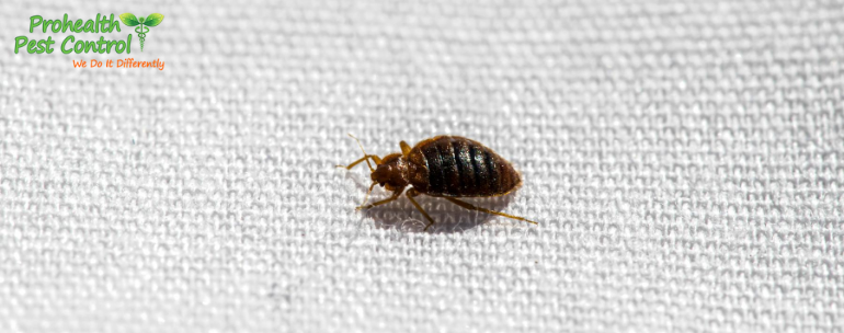 bed bugs travel on dogs