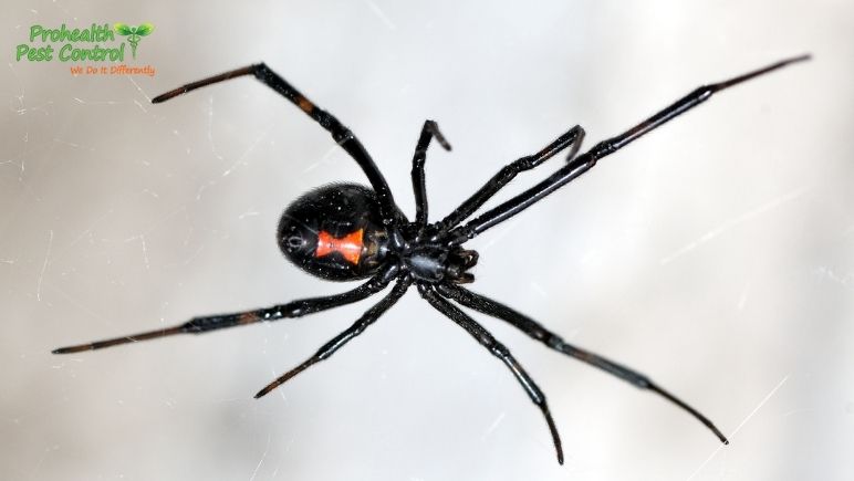 do black widow spiders live in texas