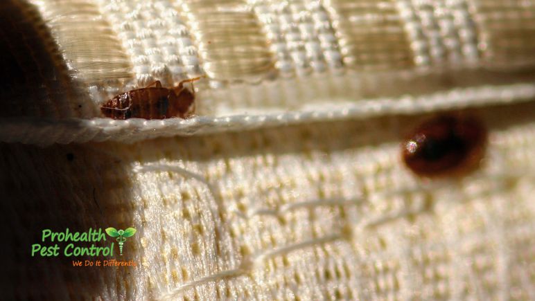 Where Do Bed Bugs Live? How to Find Their Hiding Spot