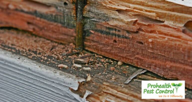 12 Best Ways to Keep Termites Out of Your Home