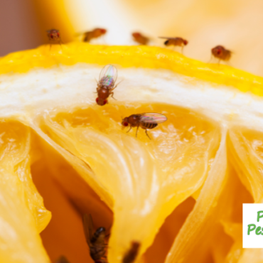 Where Do Fruit Flies Come From and How to Get Rid of Them