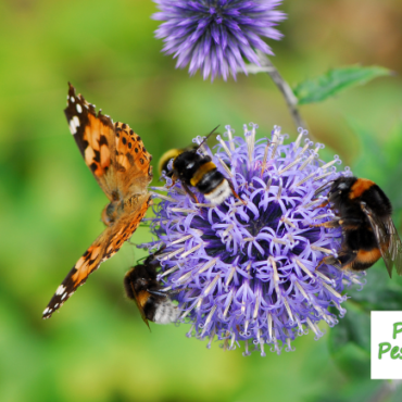 What are Pollinators and What Should You Do About Them?