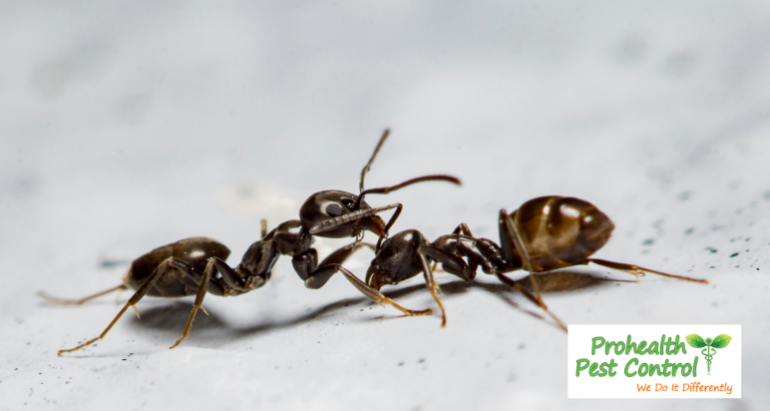 Preventative Pest Control Services Offered by ProHealth